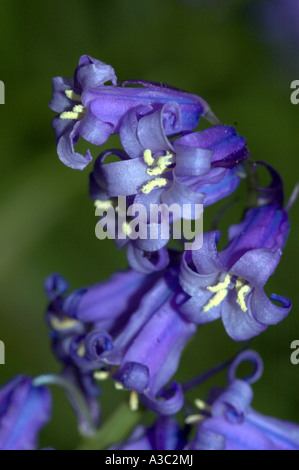 Blue Bells in un bosco di Hampshire Foto Stock