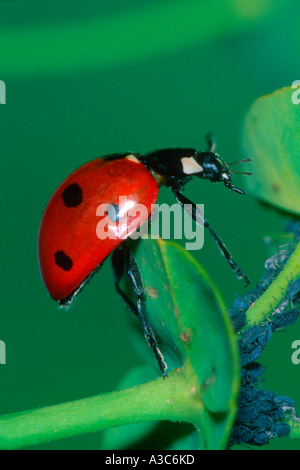 7-spot coccinella, Coccinella 7-punctata. Sulla colonia di afide Foto Stock