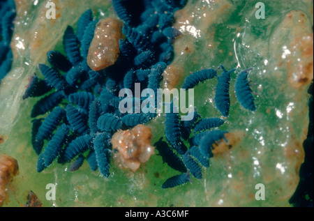 Springtails, Ordine Collembola. Gruppo di mangiare un frutto Foto Stock