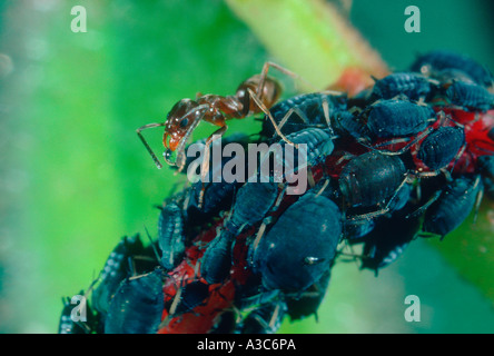 Ant argentino, Iridomyrmex humilis. Lavoratore afidi di mungitura Foto Stock