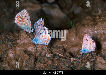 Chalkhill Blue Butterfly, Lysandra coridon. Alimentazione gruppo di fango Foto Stock