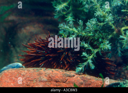 Ricci di mare, Paracentrotus lividus Foto Stock