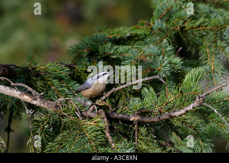 Gli uccelli del Nord America; rosso-breasted picchio muratore, sitta canadensis Foto Stock