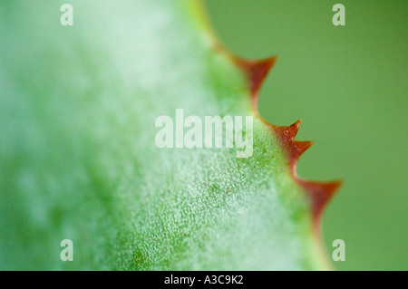 Foglie di agave, close up Foto Stock