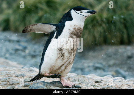 Pinguini Chinstrap (Pygoscelis Antartide) sporca bird lasciando colonia di nevicata, Cooper Bay, Isola Georgia del Sud Foto Stock