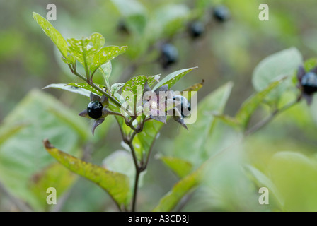 Lucido nero bacche e un calice vuoto della Belladonna Atropa belladonna Foto Stock