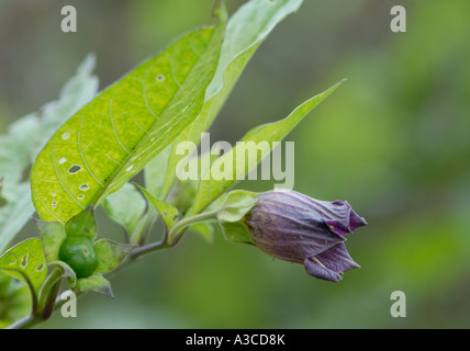 Opaco marrone viola a forma di campana fiore di Belladonna Atropa belladonna Foto Stock