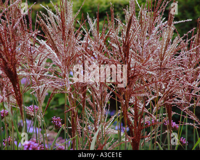 Miscanthus sinensis Malepartus nel bordo del giardino Foto Stock