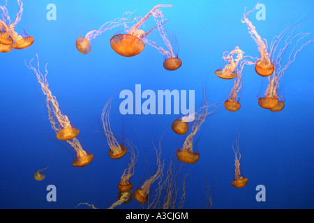 Compass meduse, rosso-nastrare medusa (Chrysaora hysoscella), Stati Uniti, California Foto Stock