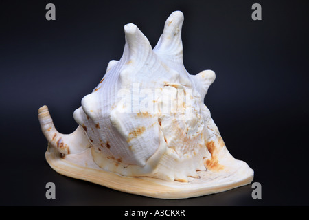 Casco cornuta, gigantesco casco (Cassis cornuta), shell Foto Stock
