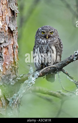 Eurasian gufo pigmeo (Glaucidium passerinum), sul ramo, Finlandia Foto Stock