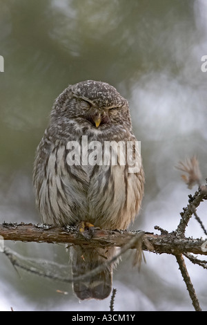 Eurasian gufo pigmeo (Glaucidium passerinum), sul ramo, Finlandia Foto Stock