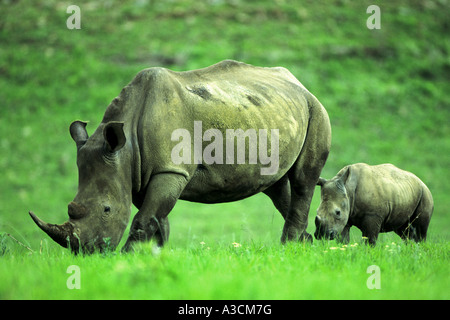 Rinoceronte bianco, quadrato-rhinoceros a labbro, erba rinoceronte (Ceratotherium simum), animale femmina con vitello, Sud Africa Foto Stock