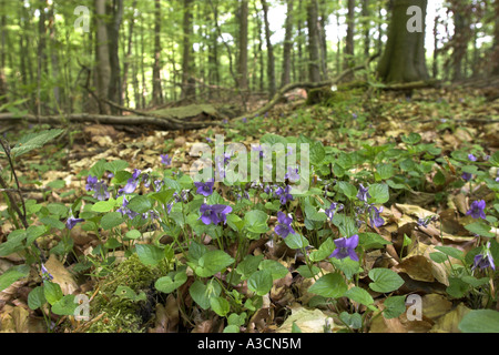 Comune di violetta, comune dog-violetto (viola riviniana), che fiorisce in una foresta di primavera Foto Stock