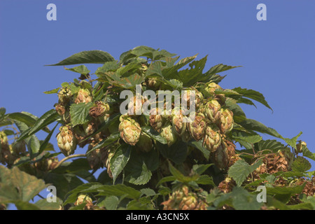 Luppolo (Humulus lupulus), indructescences femmina Foto Stock