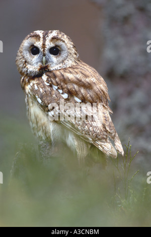 Eurasian allocco (Strix aluco), il singolo animale, Regno Unito, Scozia, Highlands Foto Stock