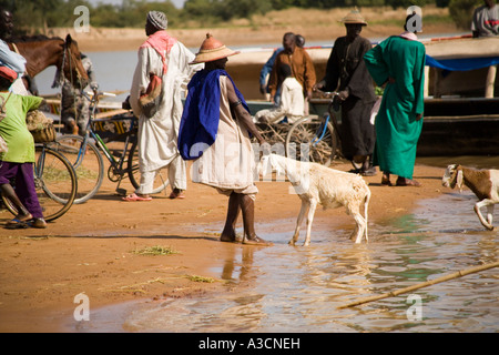 Ovini di essere buttato fuori una piroga attraversando il Fiume Bani sul percorso per il lunedì mercato a Djenne, Mali, Africa occidentale Foto Stock