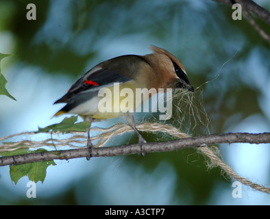 Il Cedar waxwing raccolta di nidificazione di corda di materiale colorato ohio songbird song bird nest mate Foto Stock