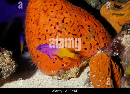 Royal gramma, osservatorio sottomarino, Coral World, argento Cay, New Providence, Bahamas Foto Stock