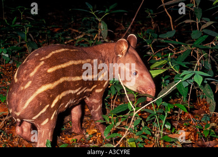 1, uno, tapiro brasiliano, capretti tapiro, il tapiro, Rio Ariau, Ariau River, Amazzonia, Amazonas Stato, Brasile, Sud America Foto Stock