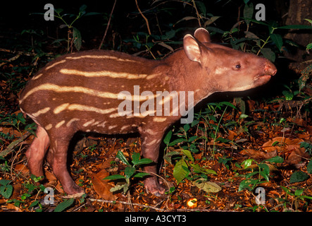 1, uno, tapiro brasiliano, capretti tapiro, il tapiro, Rio Ariau, Ariau River, Amazzonia, Amazonas Stato, Brasile, Sud America Foto Stock