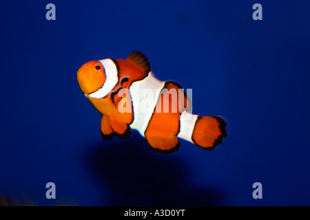 Pesci colorati Tampa Florida aquarium mare Aquarium Sea Life pesce di mare pesci dusplay turisti viaggio raggi subacquea del serbatoio Foto Stock