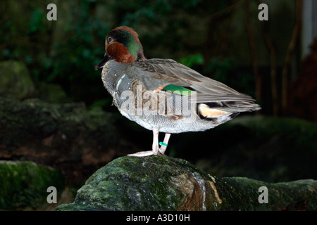 Duck Tampa Florida aquarium mare Aquarium Sea Life pesce di mare pesci dusplay viaggi raggi turisti subacquei serbatoio serbatoio sottomarino Foto Stock