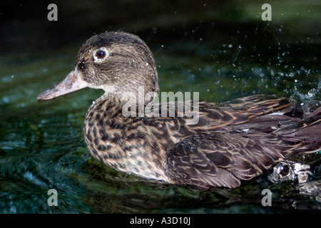 Duck Tampa Florida aquarium mare Aquarium Sea Life pesce di mare pesci dusplay viaggi raggi turisti subacquei serbatoio serbatoio sottomarino o Foto Stock