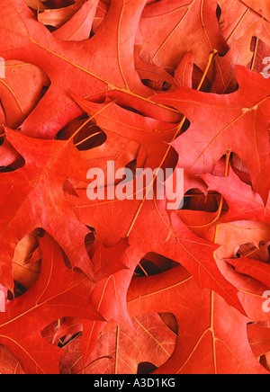 Perno albero di quercia lascia cadere a Quercus palustris Foto Stock