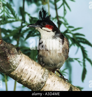 Rosso - bulbul whiskered - seduta sul ramo / Pycnonotus jocosus Foto Stock