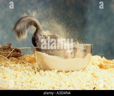 Chinchilla prendendo un bagno di sabbia Foto Stock