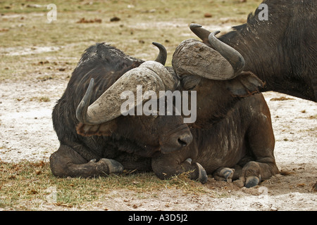 Bufali africani Syncerus caffer Foto Stock