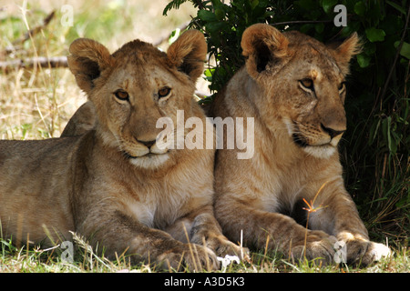 Due giovani leoni giacenti in ombra Panthera leo Foto Stock