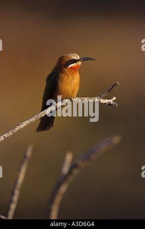 Bianco-fronteggiata gruccione - sul ramo / Merops bullockoides Foto Stock