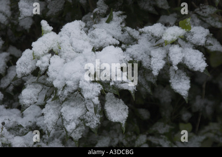 Appena sceso neve sulle foglie. Foto Stock