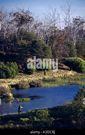 Pesca alla trota di fiume Macquarie vicino Cressy a nord-est della Tasmania Australia verticale Foto Stock