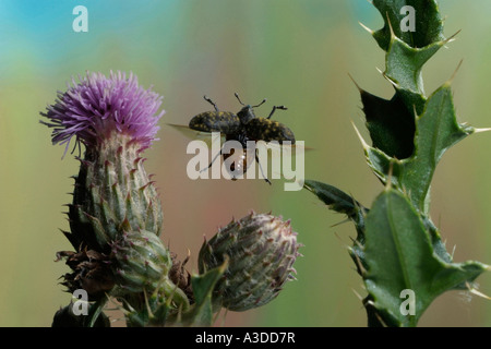 Canada thistle bud curculione (Larinus planus) Foto Stock