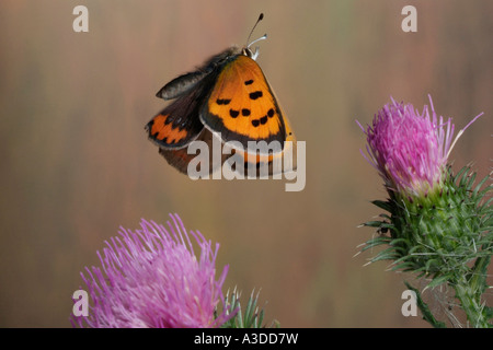 Piccola di rame (Lycaena phlaeas) Foto Stock