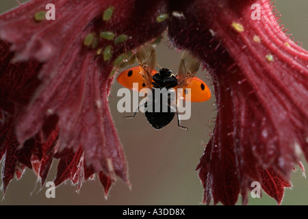 Sette-spotted ladybird (Cocinella septempunctata) e pidocchi vegetali (afidi) Foto Stock