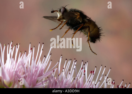 Tachnid fly (Tachina fera) Foto Stock