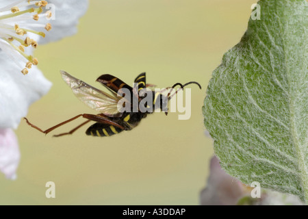 Wasp Beetle ( Clytus arietis) Foto Stock