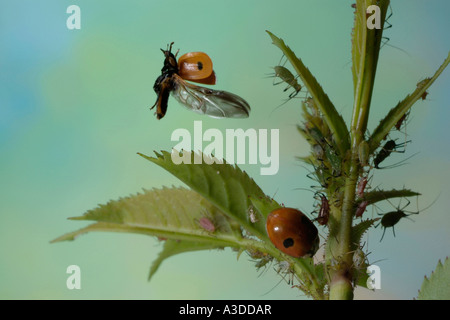 Due macchie lady beatle (Adalia bipunctata) Foto Stock