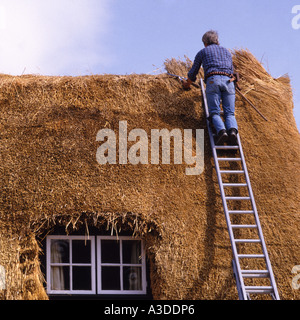 Vista posteriore della Thatcher lavorando su scala in alluminio rinnovando vecchio tetto di paglia a graticcio cottage di campagna Essex England Regno Unito Foto Stock