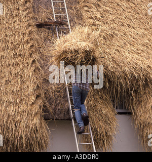 Essex England Regno Unito thatcher lavorando sul rinnovo tetto sul graticcio cottage di campagna Foto Stock