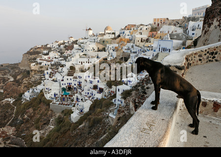 Un cane nero guarda dal lontza fort alla parte occidentale del villaggio di Oia - Santorini, Grecia Foto Stock