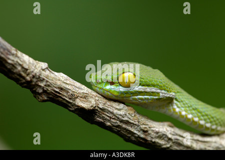 Grande-eyed rattlesnakes (Trimeresurus macrops), il Parco nazionale Khao Yai, Thailandia Foto Stock