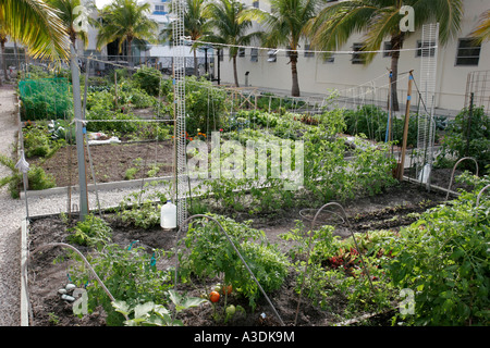 Miami Beach Florida, Victory Garden, terreni comunali, pomodori, pomodori, visitatori viaggio viaggio turistico turismo punto di riferimento cultura cultura cultura cultura Foto Stock
