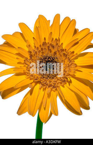 Gerbera gialla daisy Foto Stock