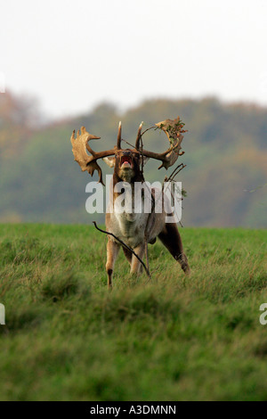 Bicchieratura daini durante il rut - maschio daini (Cervus dama) (Dama Dama) Foto Stock