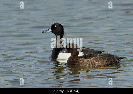 Anatre tufted, coppia (Aythya fuligula) Foto Stock